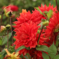 Hillcrest Duncan Edwards Dahlia Tuber
