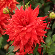 Hillcrest Duncan Edwards Dahlia Tuber