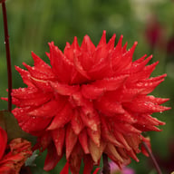 Hillcrest Duncan Edwards Dahlia Tuber