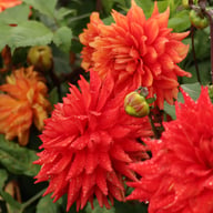 Hillcrest Duncan Edwards Dahlia Tuber