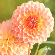 Hillcrest Suffusion Dahlia Knöl
