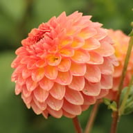 Hillcrest Suffusion Dahlia Knöl