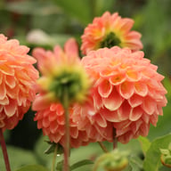 Hillcrest Suffusion Dahlia Knöl