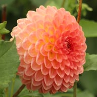 Hillcrest Suffusion Dahlia Knöl
