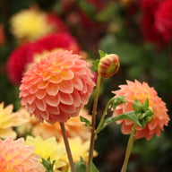 Hillcrest Suffusion Dahlia Knöl