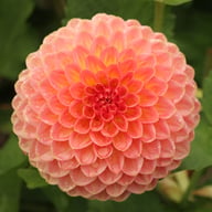 Hillcrest Suffusion Dahlia Knöl
