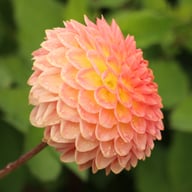 Hillcrest Suffusion Dahlia Knöl