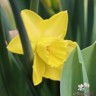 Hillstar Narcissus Bulbs