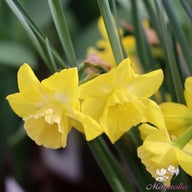 Hillstar Narcissus Bulbs
