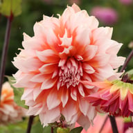 Holland Festival Dahlia Knöl