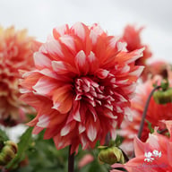 Holland Festival Dahlia Knöl