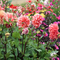 Holland Festival Dahlia Knöl