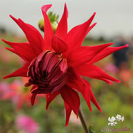 Holly Huston Dahlia Tuber