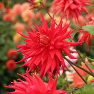 Holly Huston Dahlia Knöl