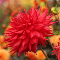 Holly Huston Dahlia Knöl