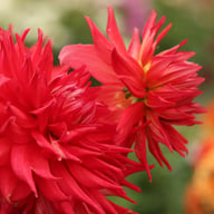 Holly Huston Dahlia Knöl