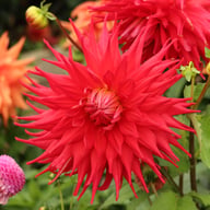 Holly Huston Dahlia Knöl