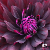 Hollyhill Black Beauty Dahlia Tuber
