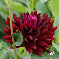 Hollyhill Black Beauty Dahlia Tuber