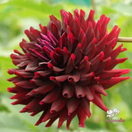 Hollyhill Black Beauty Dahlia Tuber
