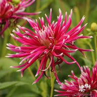 Hollyhill Spiderwoman Dahlia Tuber