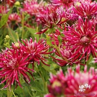 Hollyhill Spiderwoman Dahlia Tuber