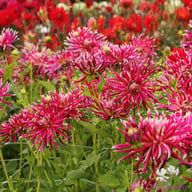 Hollyhill Spiderwoman Dahlia Tuber