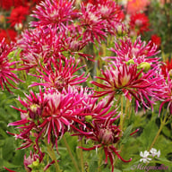 Hollyhill Spiderwoman Dahlia Tuber