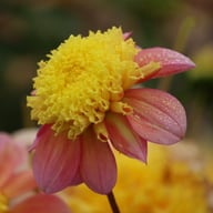 Honey Dahlia Tuber
