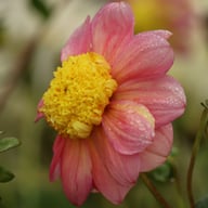 Honey Dahlia Tuber