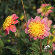 Honey Dahlia Tuber