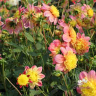 Honey Dahlia Tuber