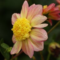 Honey Dahlia Tuber