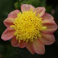 Honey Dahlia Tuber