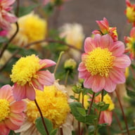 Honey Dahlia Tuber