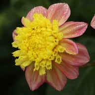 Honey Dahlia Tuber