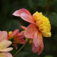 Honey Dahlia Tuber