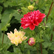 Honey Dew Dahlia Tuber