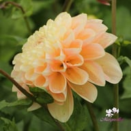 Honey Dew Dahlia Tuber