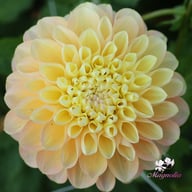 Honey Dew Dahlia Tuber