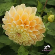 Honey Dew Dahlia Tuber