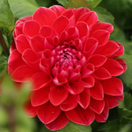 Honey Dew Dahlia Tuber