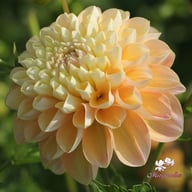 Honey Dew Dahlia Tuber