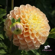 Honey Dew Dahlia Tuber
