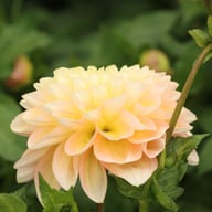 Honey Dew Dahlia Tuber