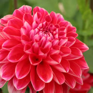Honey Dew Dahlia Tuber