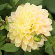 Honey Dew Dahlia Tuber