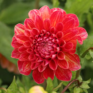Honey Dew Dahlia Tuber