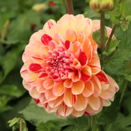Honey Dew Dahlia Tuber