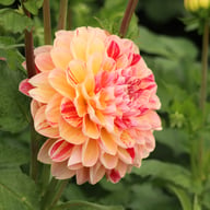Honey Dew Dahlia Tuber